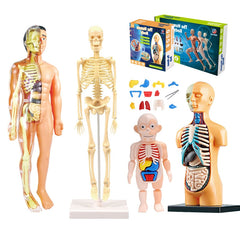 Educational Human Body Interactive Toy