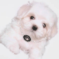 Camiseta blanca extragrande con estampado de cachorro maltés