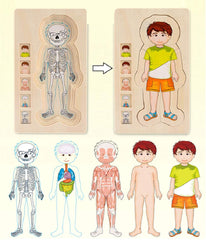 Anatomy Explorer Interactive Human Body Toy